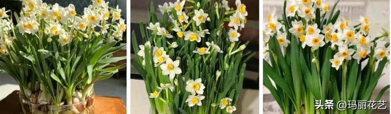 水仙花怎么养？正确水培养护方法及小技巧，一看就会
