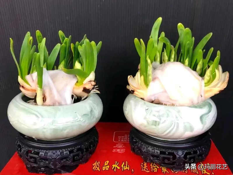 Waterbreeding methods