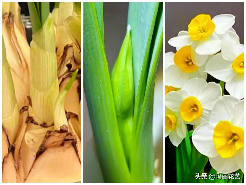 Waterbreeding methods