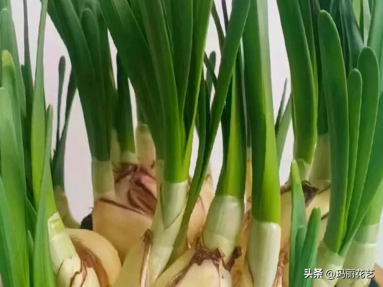 Waterbreeding methods