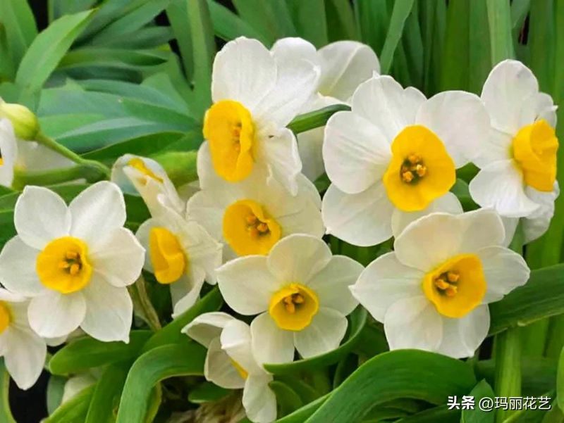 Waterbreeding methods