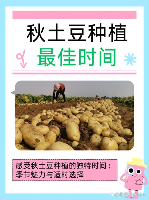 Autumn potato growing technology video