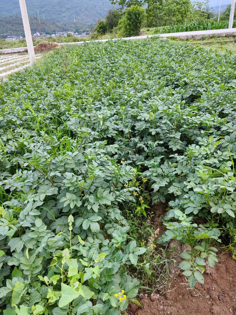 Autumn potato growing technology video