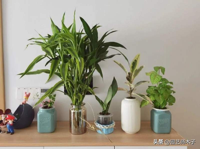 想水培绿植你别乱选！这 3 种最有情趣，根白叶绿，摆在哪都显格调