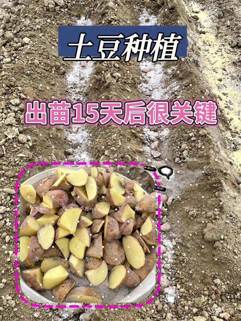 Potato farming techniques