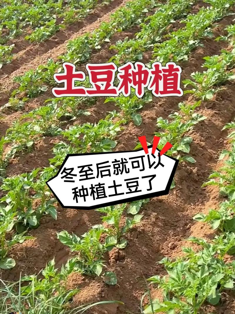 Potato farming techniques