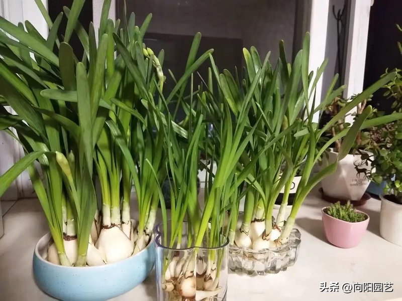 冬天种水仙花，水培，土培，哪种方式更好？根据需求来选择！