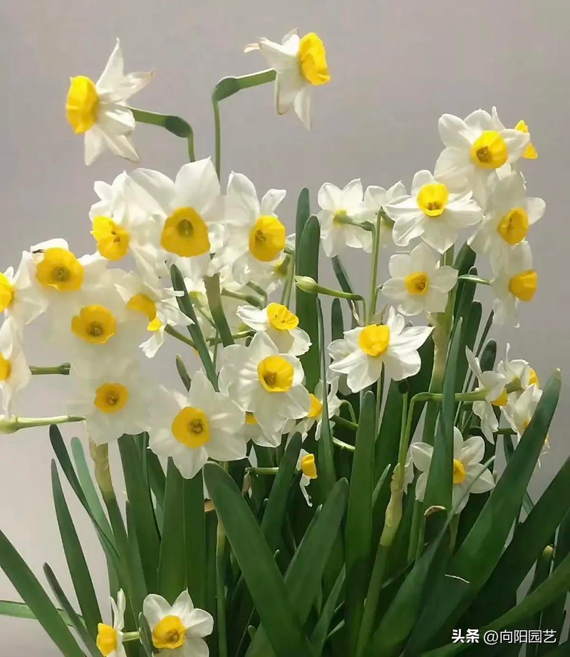 水培花卉养殖方法