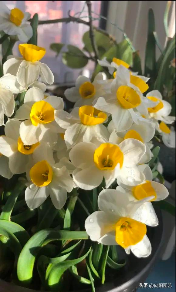 水培花卉养殖方法