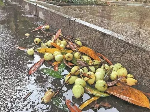 Picture of fruit tree cultivation