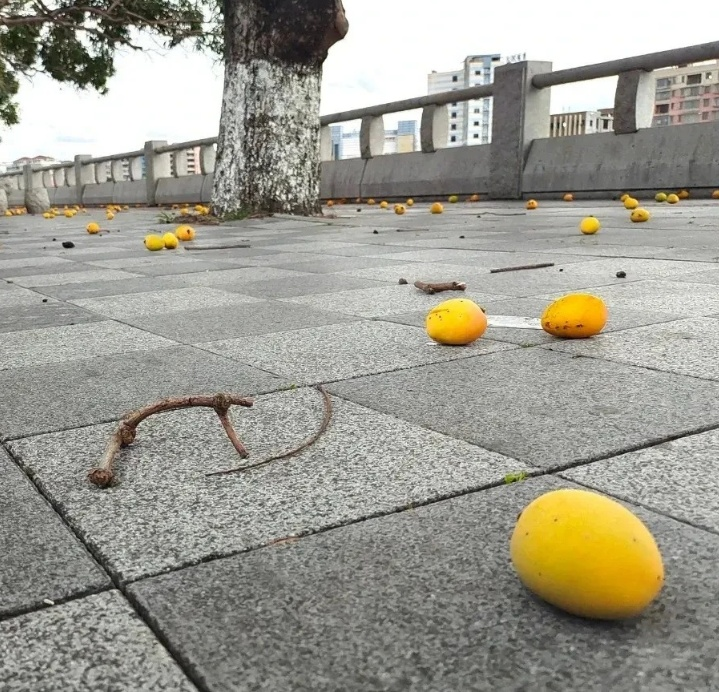 Picture of fruit tree cultivation