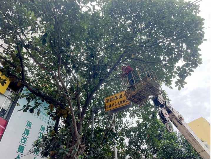 Picture of fruit tree cultivation