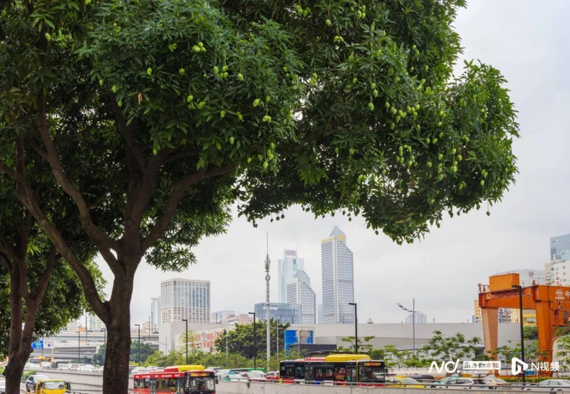 Picture of fruit tree cultivation