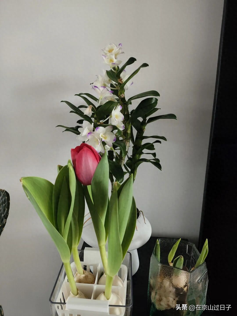 水培花卉养殖方法