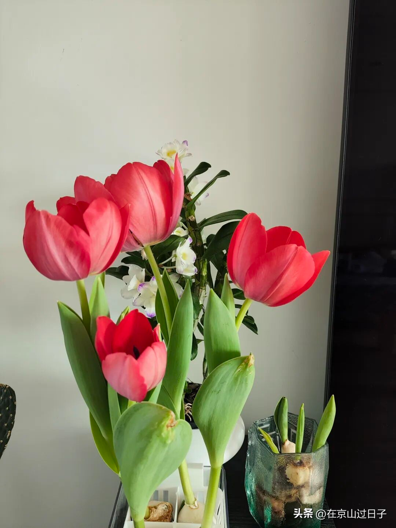 水培花卉养殖方法