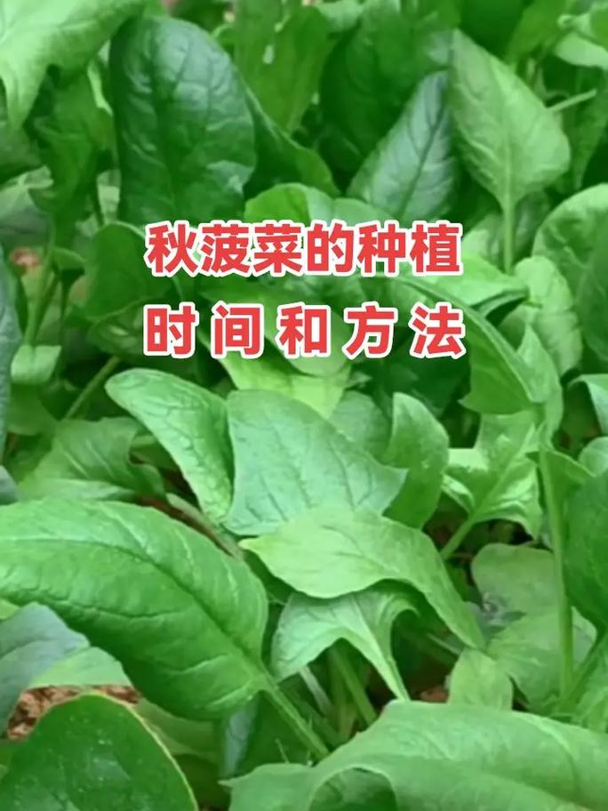 How to grow spinach seeds