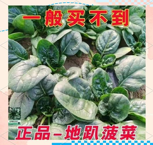 How to grow spinach seeds