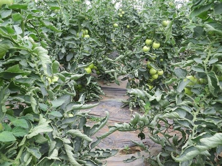 热量如何影响栽培方法