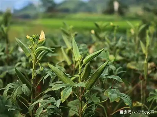 Autumn family farming methods