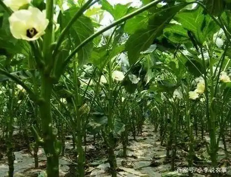 Autumn family farming methods