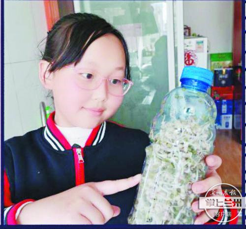 芽苗菜种植技术视频