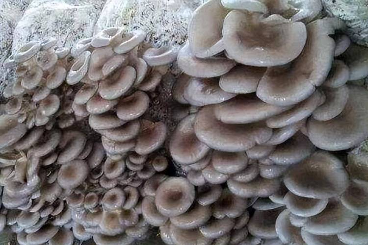 Home farming methods for mushrooms