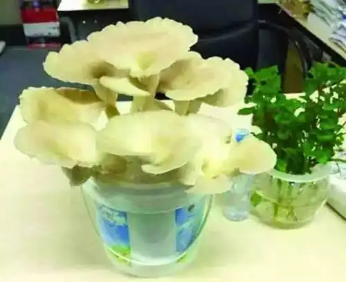 平菇的家庭种植方法