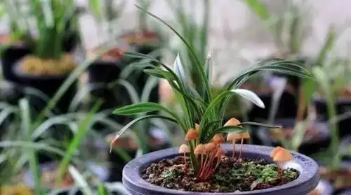 平菇的家庭种植方法