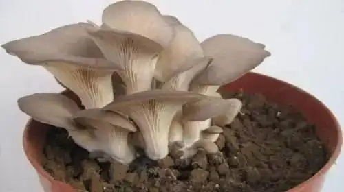 平菇的家庭种植方法