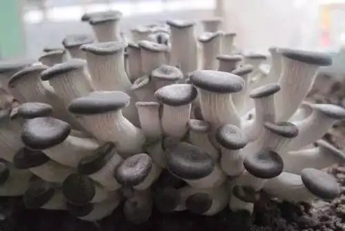 平菇的家庭种植方法