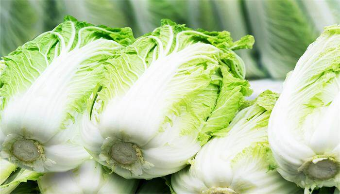 Autumn cabbage planting technology video