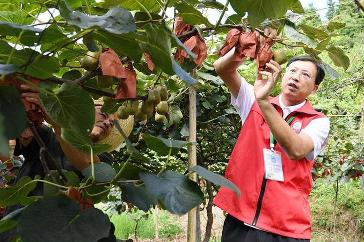 猕猴桃怎么种植方法