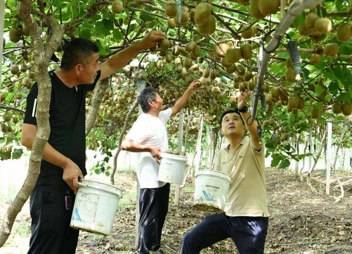 猕猴桃怎么种植方法