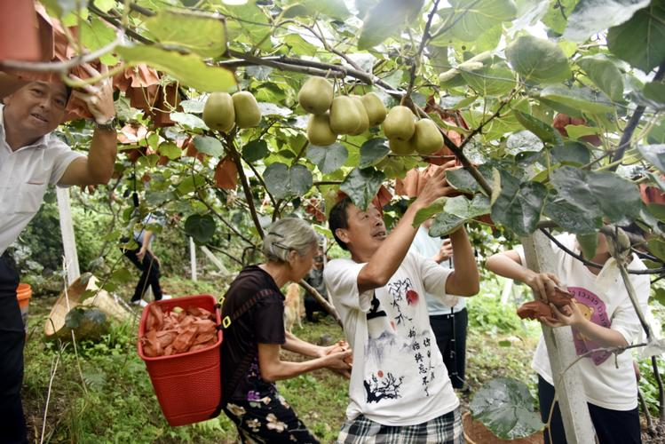 猕猴桃怎么种植方法