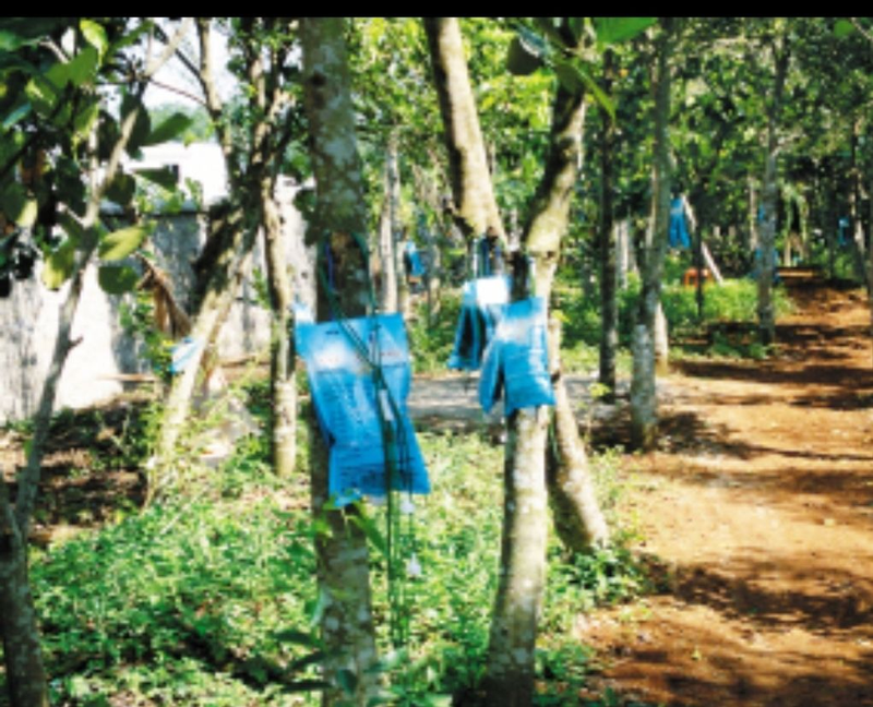 Approximate tree planting techniques