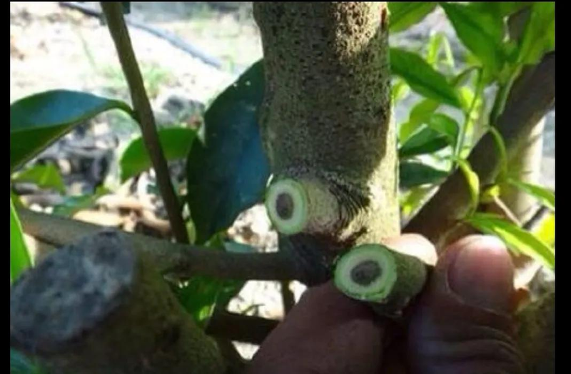 Approximate tree planting techniques