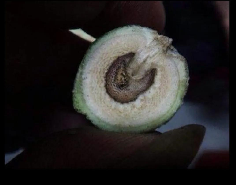 Approximate tree planting techniques