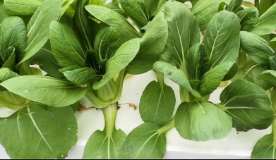 Family balcony gardening