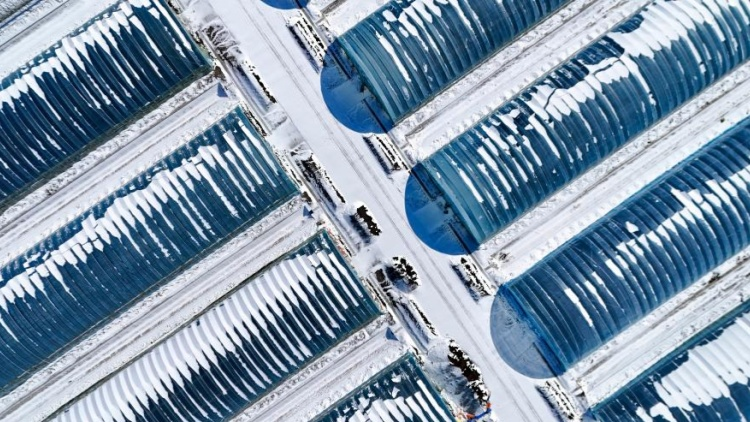Family balcony gardening