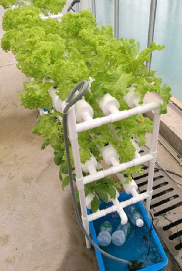 Family balcony gardening