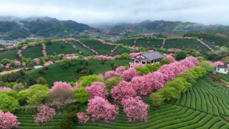 Family balcony gardening