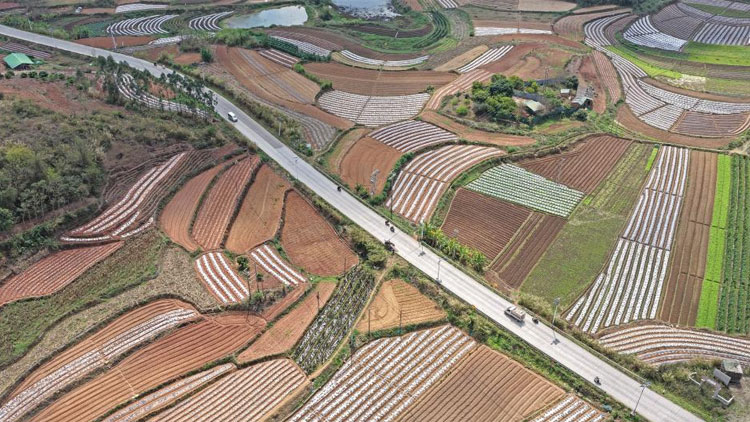 Family balcony gardening