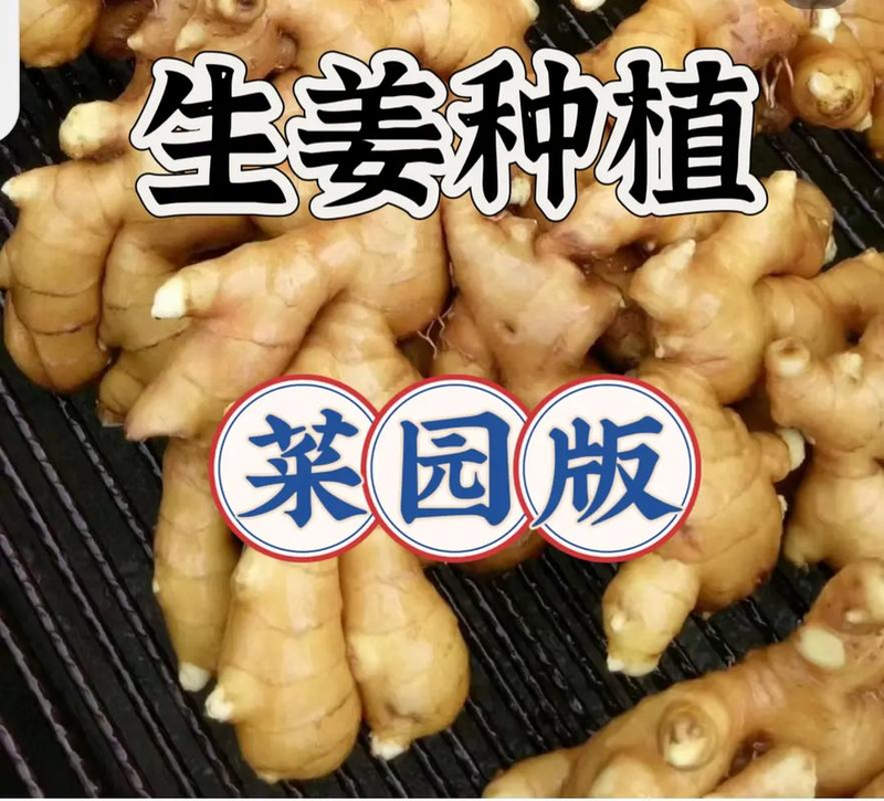 Ginger growing skills