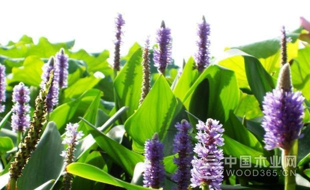 Potato growing techniques