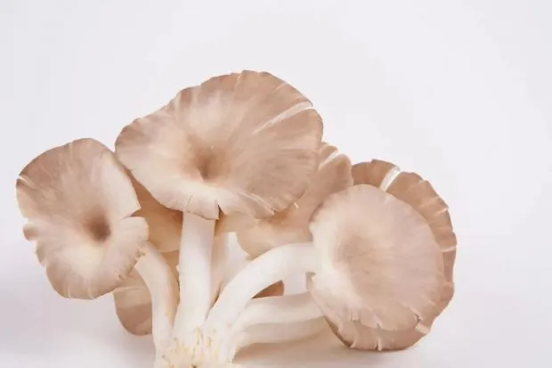 Home farming methods for mushrooms