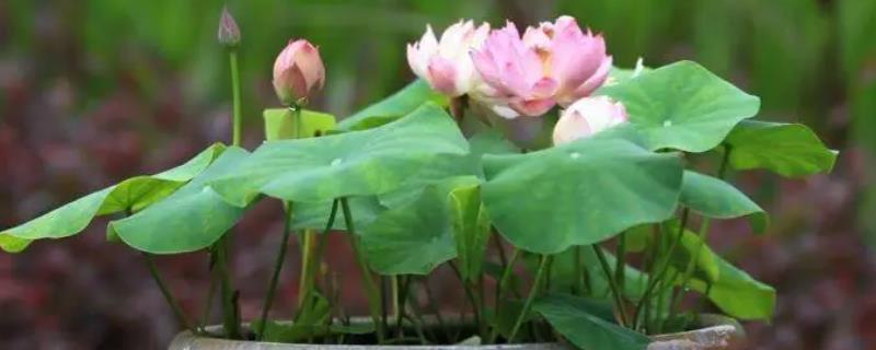 Plantation plant-load seed farming methods