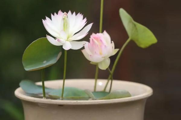 Plantation plant-load seed farming methods