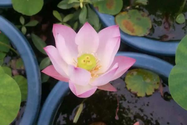 Plantation plant-load seed farming methods