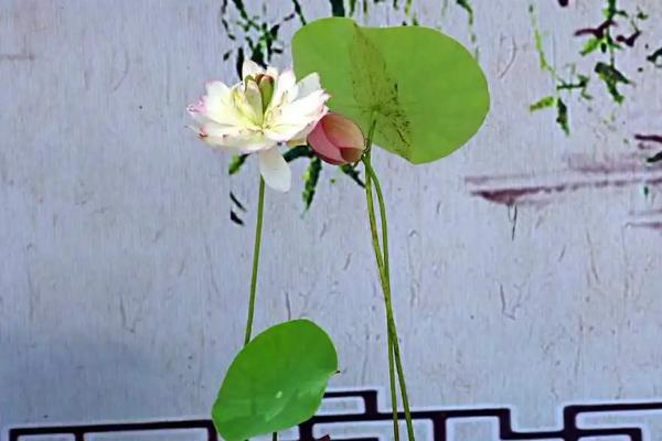 Plantation plant-load seed farming methods