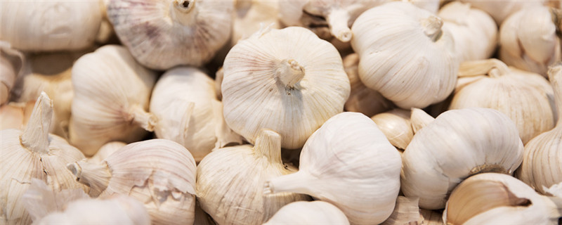 Garlic membrane cultivation techniques